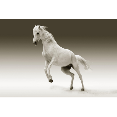 Horse Mare Animal Female Horse 561221