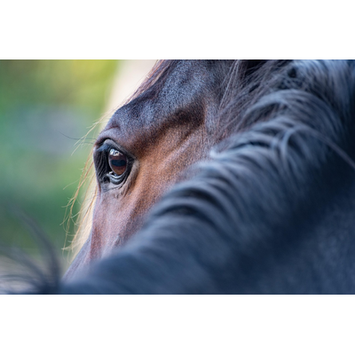 Horse Eye Mane Close Up Horse Eye 5628882