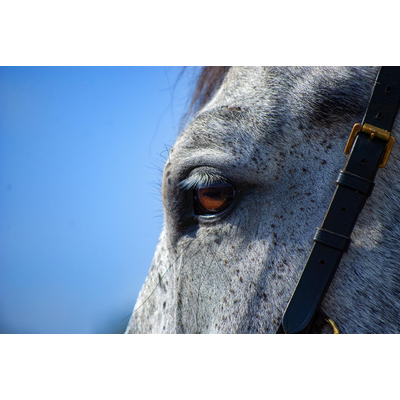 Horse Gray Eye Gray Horse 5632882