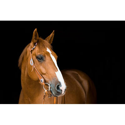 Horse Mare Bridle Animal 3390256