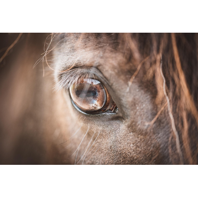 Eye Horse Pony Horse Eye Brown 6315225
