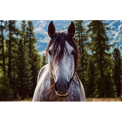 Horse Stallion Equine Equestrian 5836459