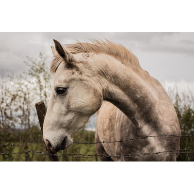 Horse Wild Horse Sligo Ireland 8542469