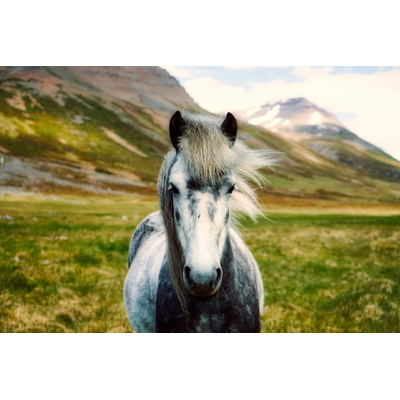 Iceland Horse Pony Wild Landscape 2420768