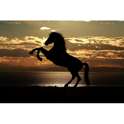 Horse Sunset Silhouette 1804425