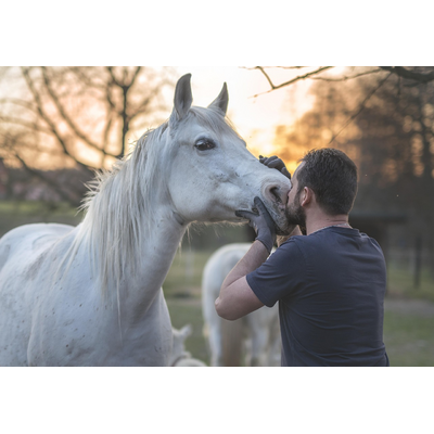 Arabian Horse Horse Man Golden Hour 5249583