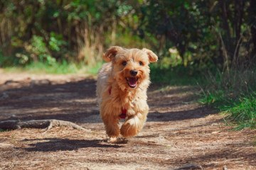 puppy, yorkie, dog, pet, canine, animal, fur, nature, snout, mammal, dog portrait, animal world