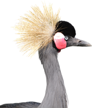 gray crowned, nature, crane, head, bird, png, clipping, graphics, animal
