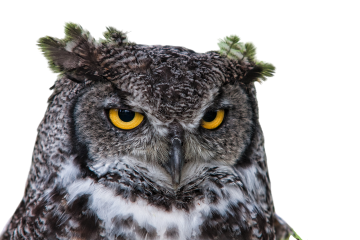 owl, grand duke, nature, png, clipping, raptor, head, bird