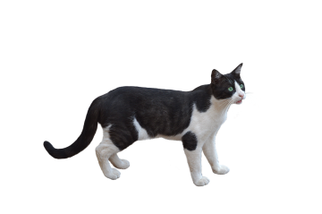 png, cat, pet, nature, mascot, feline, bottomless, white color, animal, little cat, isolated