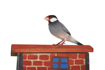 png, java sparrow, nature, sparrow, bird, little bird