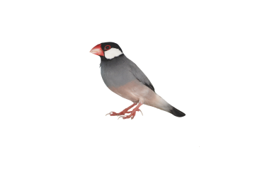 png, nature, java sparrow, sparrow, bird, little bird, stopped