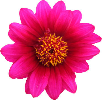 png, nature, clipping, flower wallpaper, flower background, beautiful flowers, flower, graphics